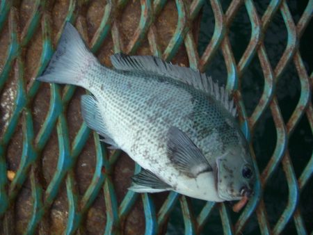 オリジナルメーカー海づり公園(市原市海づり施設) 釣果