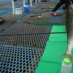 オリジナルメーカー海づり公園(市原市海づり施設) 釣果