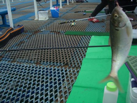 オリジナルメーカー海づり公園(市原市海づり施設) 釣果