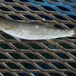 オリジナルメーカー海づり公園(市原市海づり施設) 釣果