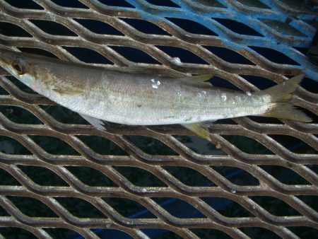 オリジナルメーカー海づり公園(市原市海づり施設) 釣果