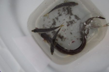 オリジナルメーカー海づり公園(市原市海づり施設) 釣果