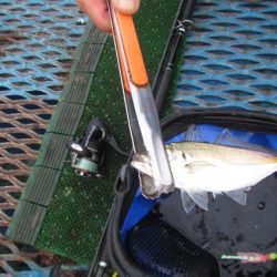 オリジナルメーカー海づり公園(市原市海づり施設) 釣果