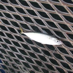 オリジナルメーカー海づり公園(市原市海づり施設) 釣果