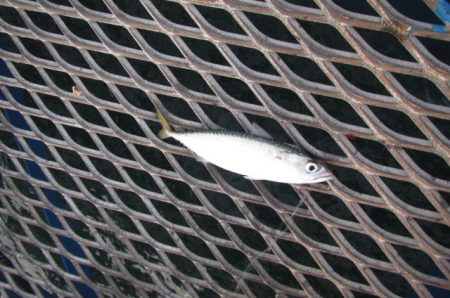 オリジナルメーカー海づり公園(市原市海づり施設) 釣果