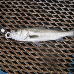 オリジナルメーカー海づり公園(市原市海づり施設) 釣果