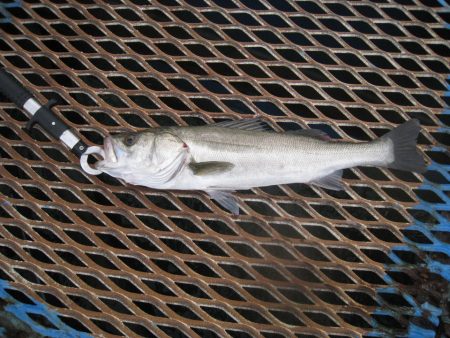 オリジナルメーカー海づり公園(市原市海づり施設) 釣果