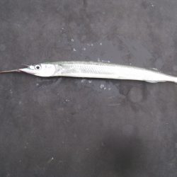 オリジナルメーカー海づり公園(市原市海づり施設) 釣果