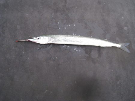 オリジナルメーカー海づり公園(市原市海づり施設) 釣果