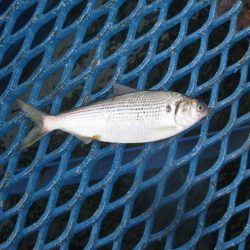 オリジナルメーカー海づり公園(市原市海づり施設) 釣果