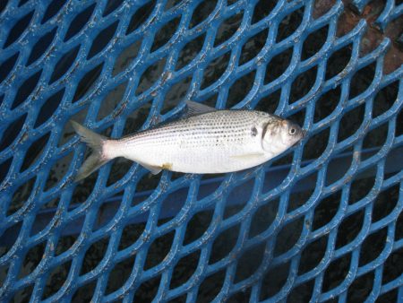 オリジナルメーカー海づり公園(市原市海づり施設) 釣果