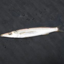 オリジナルメーカー海づり公園(市原市海づり施設) 釣果