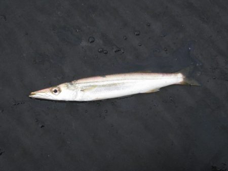 オリジナルメーカー海づり公園(市原市海づり施設) 釣果