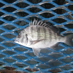 オリジナルメーカー海づり公園(市原市海づり施設) 釣果