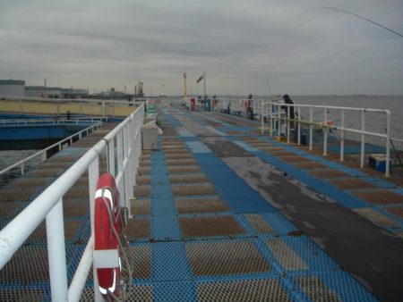 オリジナルメーカー海づり公園(市原市海づり施設) 釣果