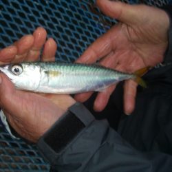 オリジナルメーカー海づり公園(市原市海づり施設) 釣果