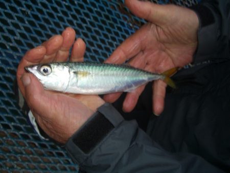 オリジナルメーカー海づり公園(市原市海づり…