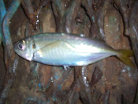 オリジナルメーカー海づり公園(市原市海づり施設) 釣果