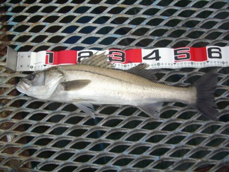 オリジナルメーカー海づり公園(市原市海づり施設) 釣果