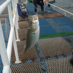 オリジナルメーカー海づり公園(市原市海づり施設) 釣果