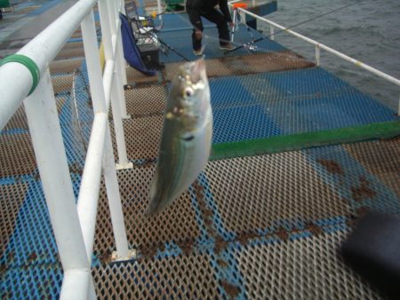 オリジナルメーカー海づり公園(市原市海づり施設) 釣果