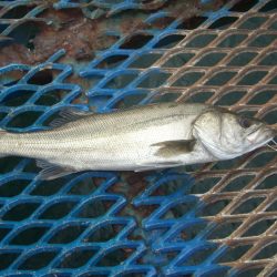 オリジナルメーカー海づり公園(市原市海づり施設) 釣果