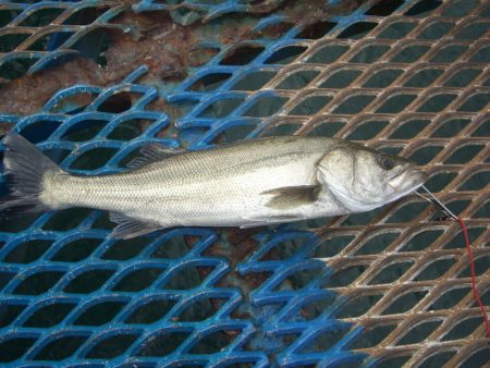 オリジナルメーカー海づり公園(市原市海づり施設) 釣果