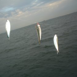 オリジナルメーカー海づり公園(市原市海づり施設) 釣果