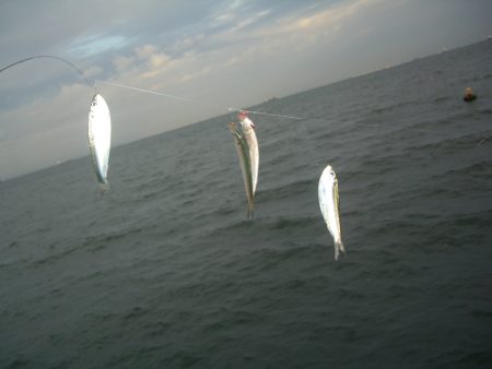 オリジナルメーカー海づり公園(市原市海づり施設) 釣果