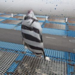 オリジナルメーカー海づり公園(市原市海づり施設) 釣果