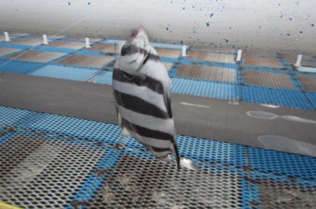 オリジナルメーカー海づり公園(市原市海づり施設) 釣果