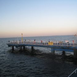 オリジナルメーカー海づり公園(市原市海づり施設) 釣果