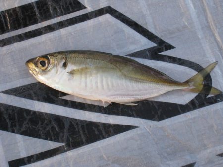 オリジナルメーカー海づり公園(市原市海づり…