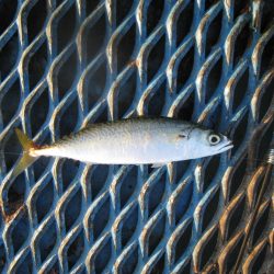 オリジナルメーカー海づり公園(市原市海づり施設) 釣果