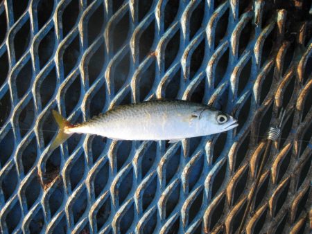 オリジナルメーカー海づり公園(市原市海づり施設) 釣果