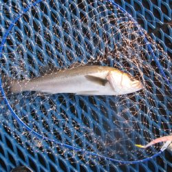 オリジナルメーカー海づり公園(市原市海づり施設) 釣果