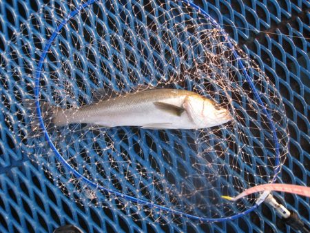 オリジナルメーカー海づり公園(市原市海づり施設) 釣果