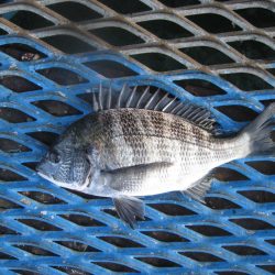 オリジナルメーカー海づり公園(市原市海づり施設) 釣果