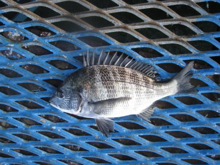 オリジナルメーカー海づり公園(市原市海づり施設) 釣果