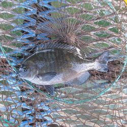 オリジナルメーカー海づり公園(市原市海づり施設) 釣果