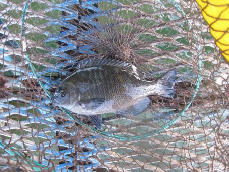 オリジナルメーカー海づり公園(市原市海づり施設) 釣果