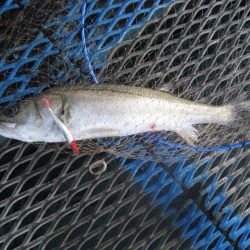 オリジナルメーカー海づり公園(市原市海づり施設) 釣果