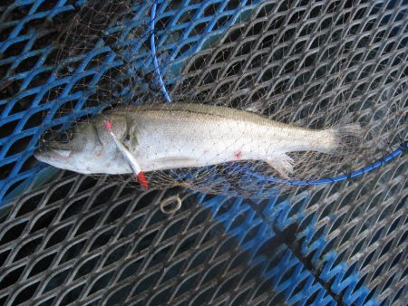 オリジナルメーカー海づり公園(市原市海づり施設) 釣果