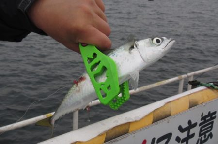 オリジナルメーカー海づり公園(市原市海づり施設) 釣果