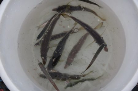 オリジナルメーカー海づり公園(市原市海づり施設) 釣果