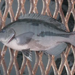 オリジナルメーカー海づり公園(市原市海づり施設) 釣果