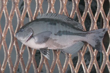 オリジナルメーカー海づり公園(市原市海づり施設) 釣果