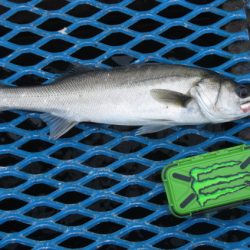 オリジナルメーカー海づり公園(市原市海づり施設) 釣果