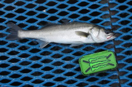 オリジナルメーカー海づり公園(市原市海づり施設) 釣果