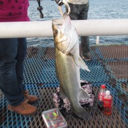 オリジナルメーカー海づり公園(市原市海づり施設) 釣果